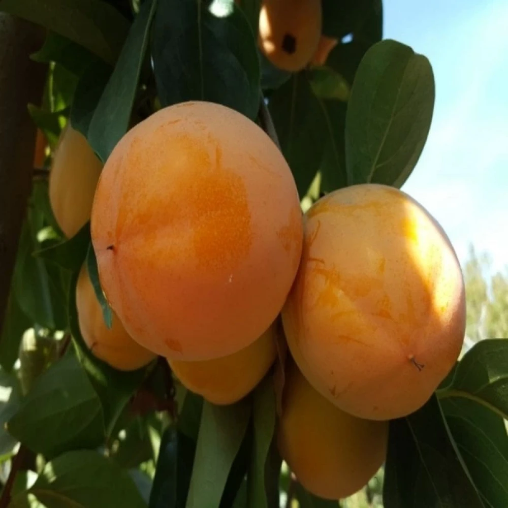 Roja Brillant Trabzon Hurması Fidanı (4 Yaşında 130-150 cm)