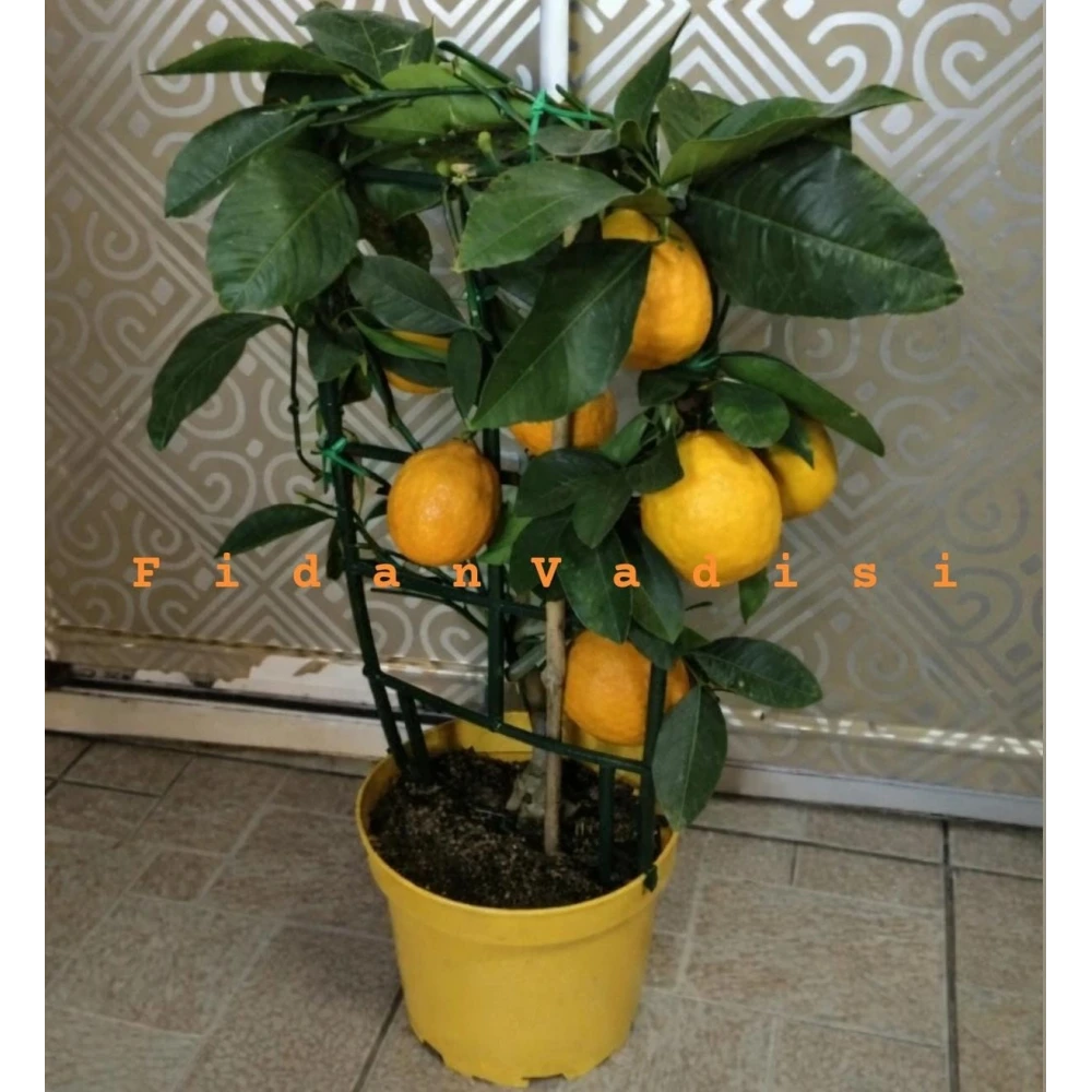 Saksıda Bodur Yediveren Limon Fidanı (4 Yaşında 40-60 cm)