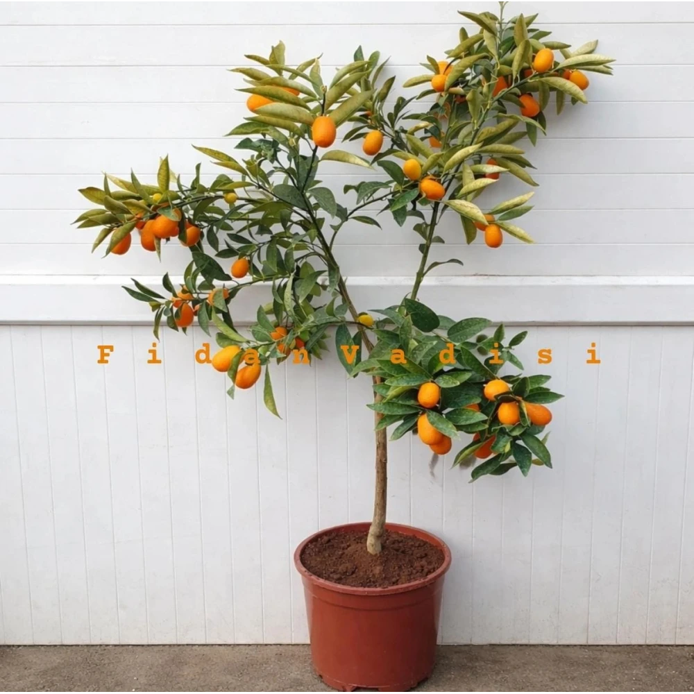Saksıda Kamkat (Kumkuat) Fidanı (5 Yaşında 80-120 cm)