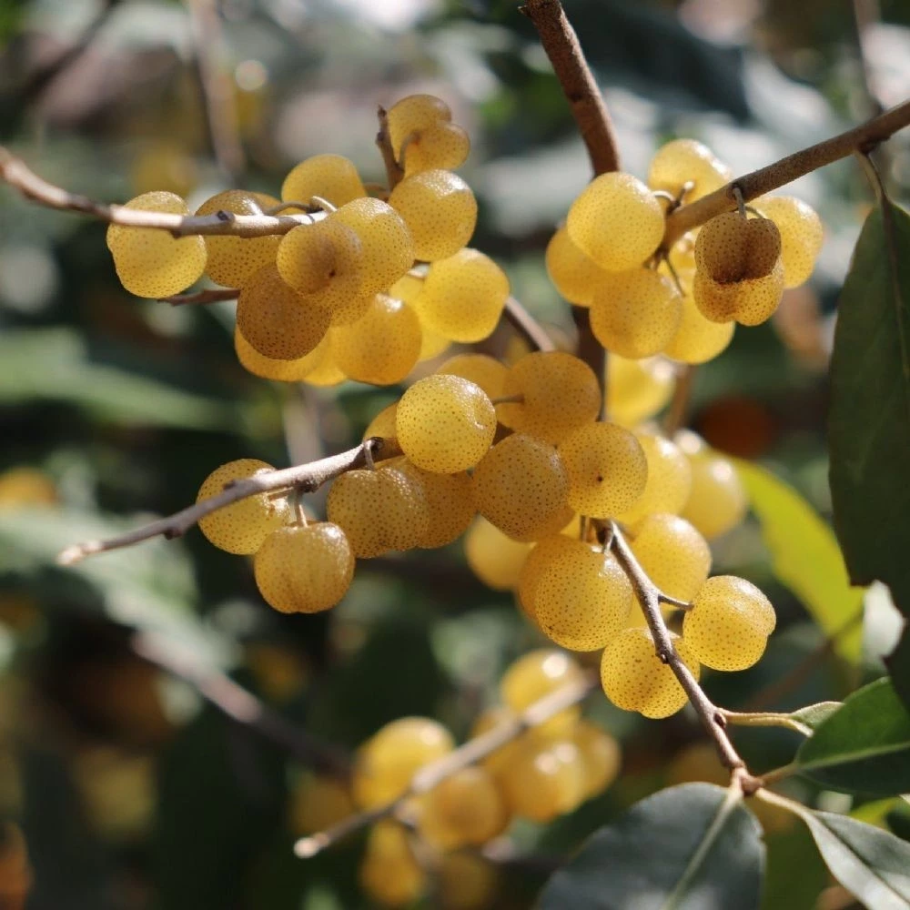 Sarı Güz Zeytini Fidanı (2 Yaşında 50-70 cm)