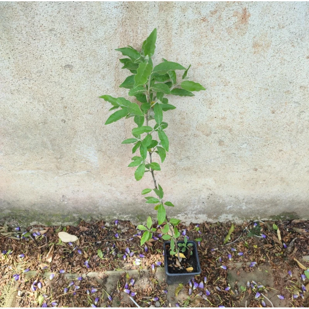 Sarı Güz Zeytini Fidanı (2 Yaşında 50-70 cm)