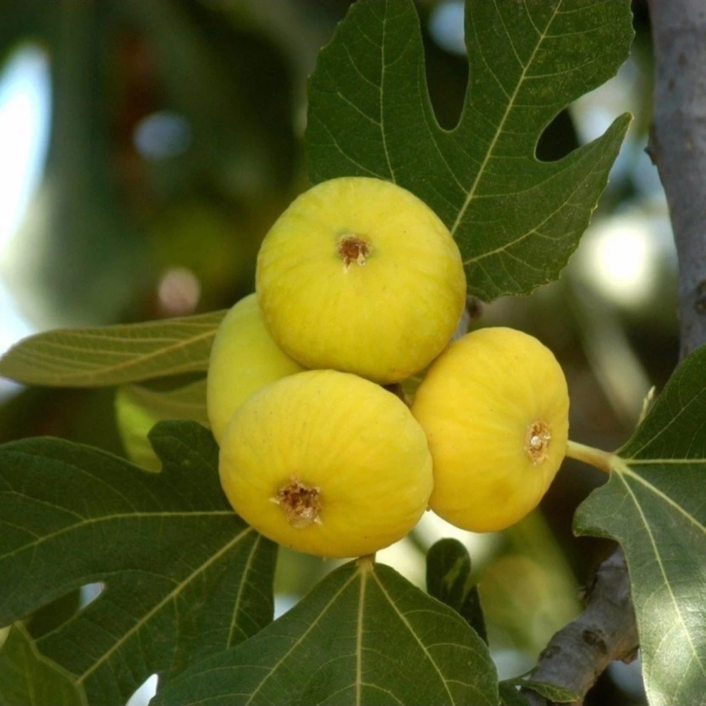 Sarı Lop İncir Fidanı (4 Yaşında 80-100 cm)