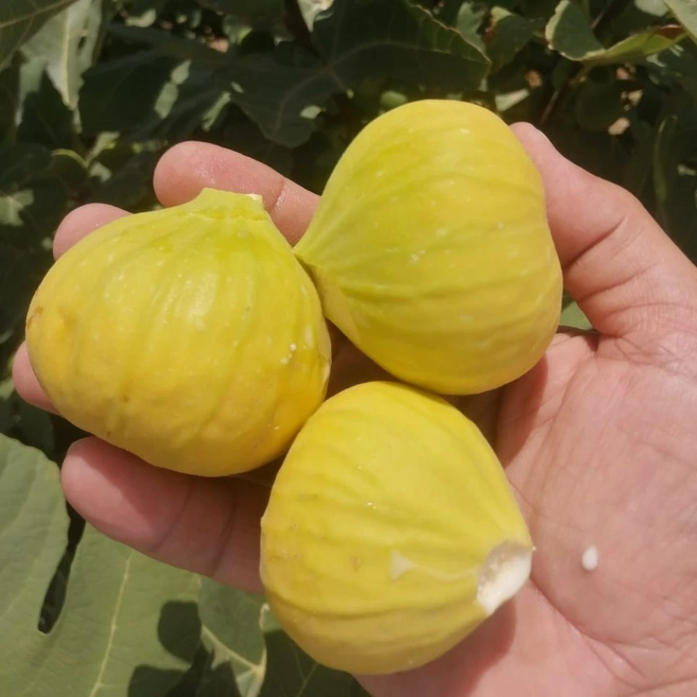 Sarı Lop İncir Fidanı (4 Yaşında 80-100 cm)