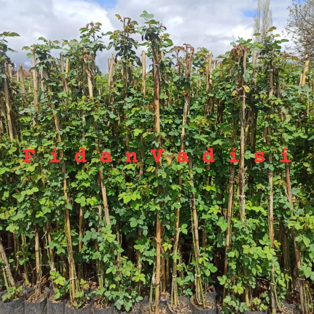 Sarı Renkli Sarmaşık Gül Fidanı (2 Yaşında 80-120 cm)