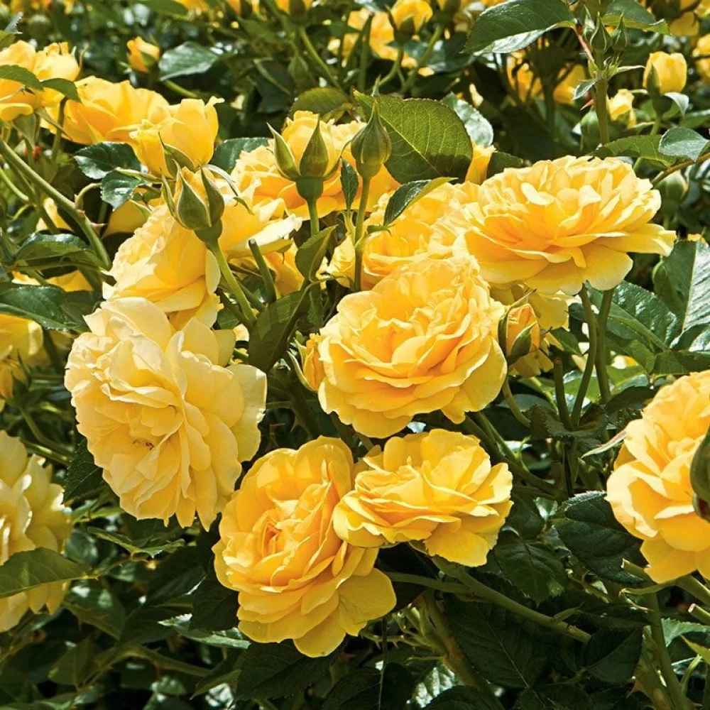 Sarı Renkli Yediveren Gül Fidanı