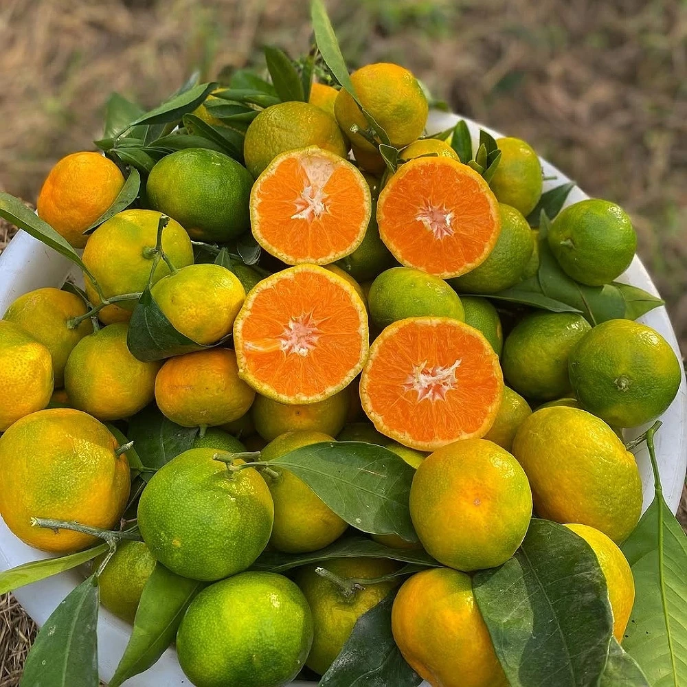 Satsuma (Rize) Mandalina Fidanı (3 Yaşında 100-120 cm)