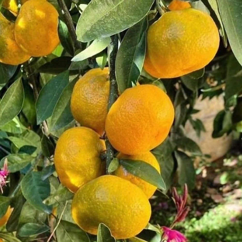 Satsuma (Rize) Mandalina Fidanı (3 Yaşında 100-120 cm)