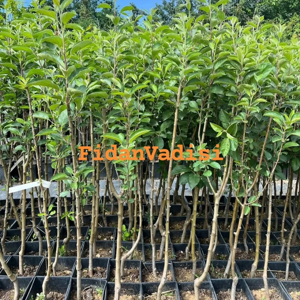 Scarlet Elma Fidanı (4 Yaşında 130-150 cm)