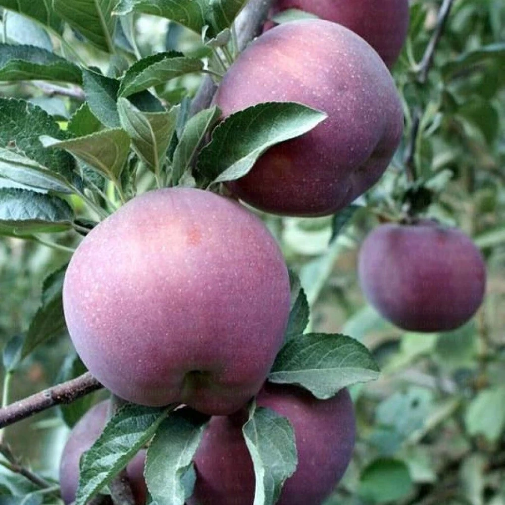 Scarlet Elma Fidanı (4 Yaşında 130-150 cm)