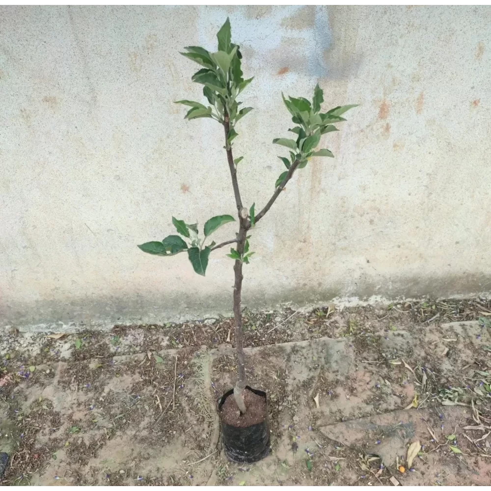 Scarlet Elma Fidanı (4 Yaşında 130-150 cm)