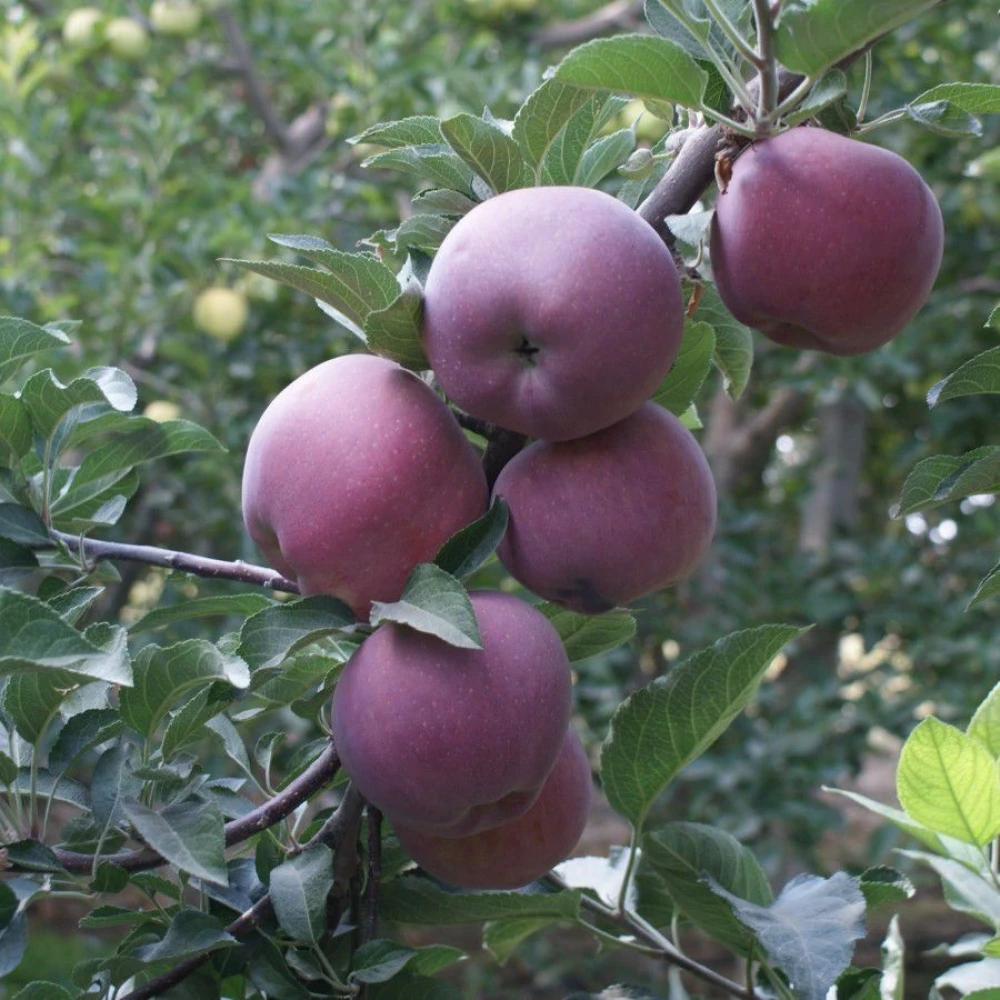 Scarlet Elma Fidanı (4 Yaşında 130-150 cm)
