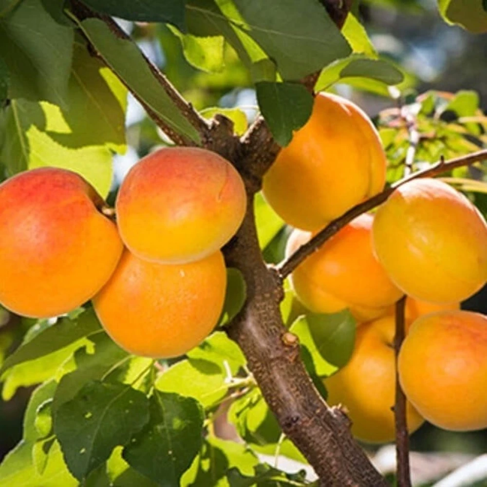 Şekerpare Kayısı Fidanı (4 Yaşında 130-150 cm)