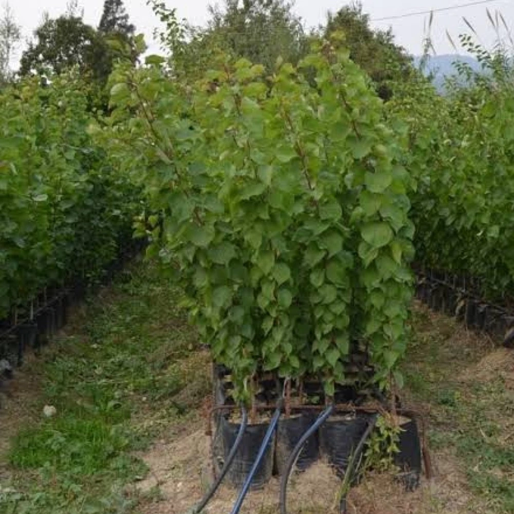 Şekerpare Kayısı Fidanı (4 Yaşında 130-150 cm)