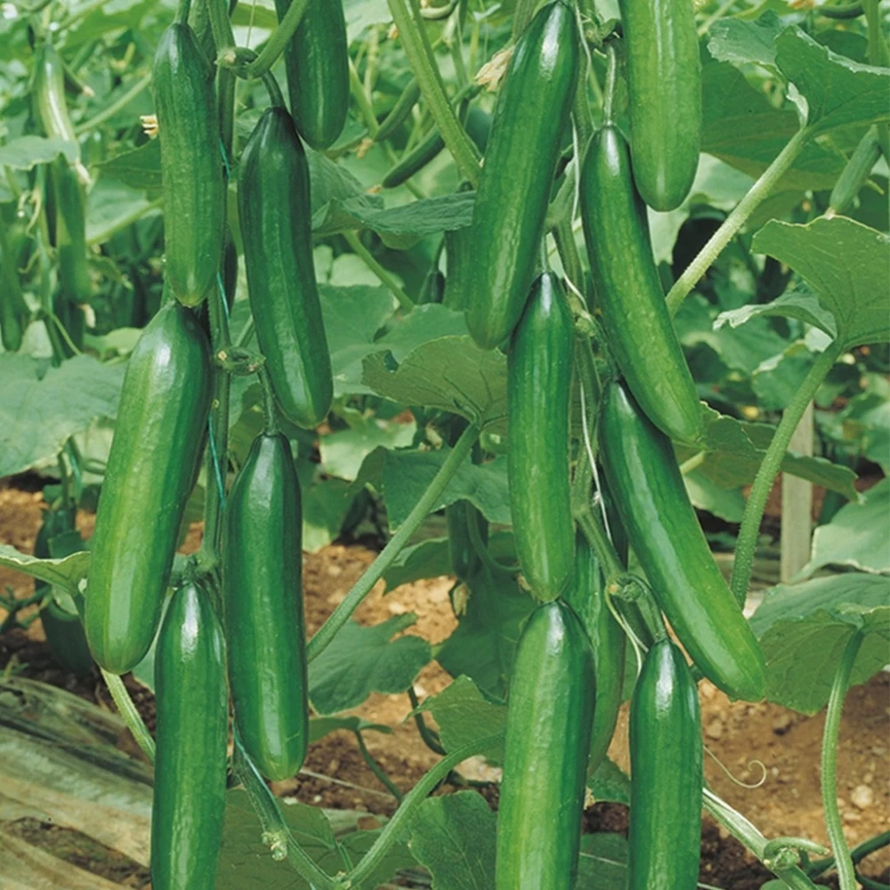 Sırık Salatalık Fidesi