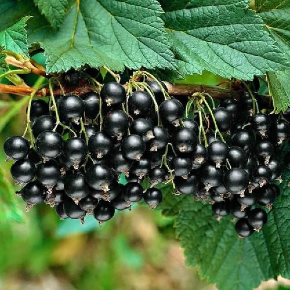 Siyah Frenk Üzümü Fidanı (1 Yaşında 30-50 cm)