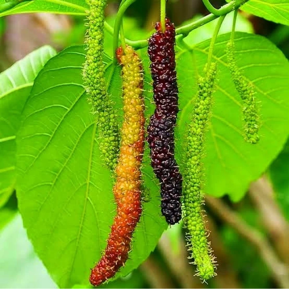 Siyah Pakistan Şah Dut Fidanı (3 Yaşında 100-120 cm)