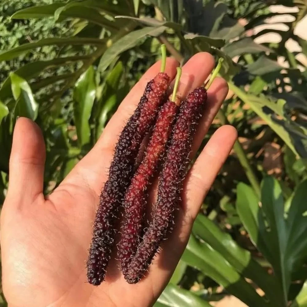 Siyah Pakistan Şah Dut Fidanı (3 Yaşında 100-120 cm)