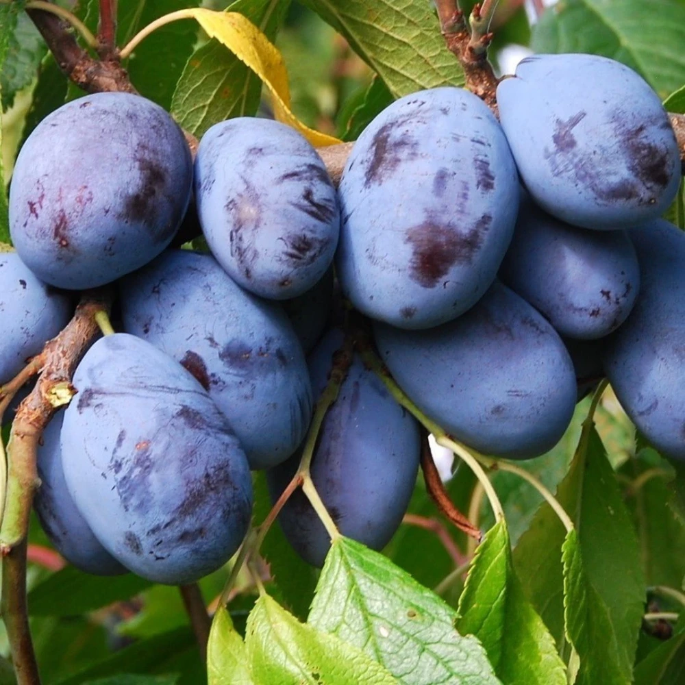 Stanley (Birton) Erik Fidanı (4 Yaşında 130-150 cm)