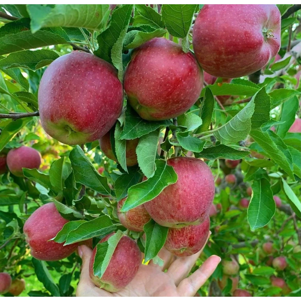Starking Elma Fidanı (4 Yaşında 130-150 cm)