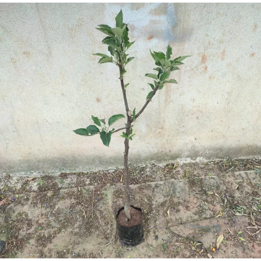 Starking Elma Fidanı (4 Yaşında 130-150 cm)