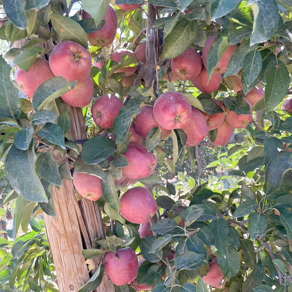 Starking Elma Fidanı (4 Yaşında 130-150 cm)