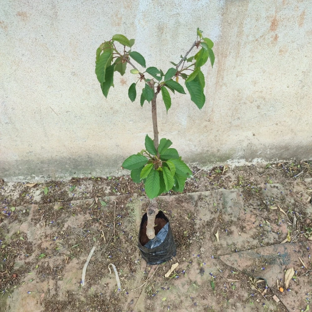 Starks Gold (Beyaz) Kiraz Fidanı (4 Yaşında 130-150 cm)