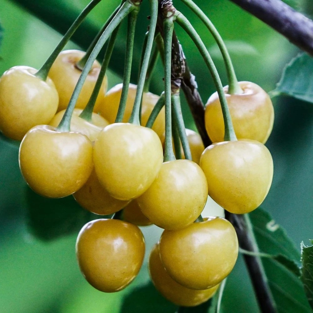 Starks Gold (Beyaz) Kiraz Fidanı (4 Yaşında 130-150 cm)