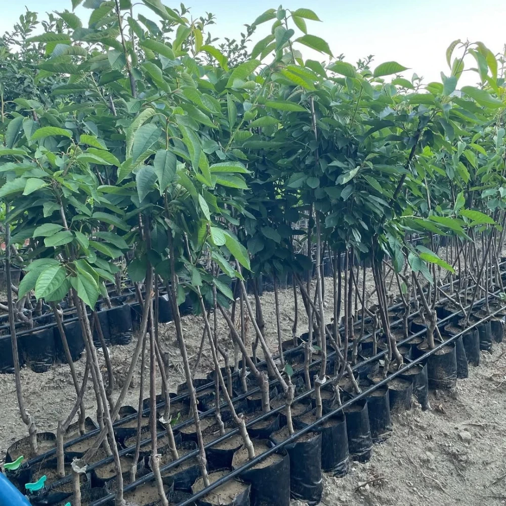 Starks Gold (Beyaz) Kiraz Fidanı (4 Yaşında 130-150 cm)