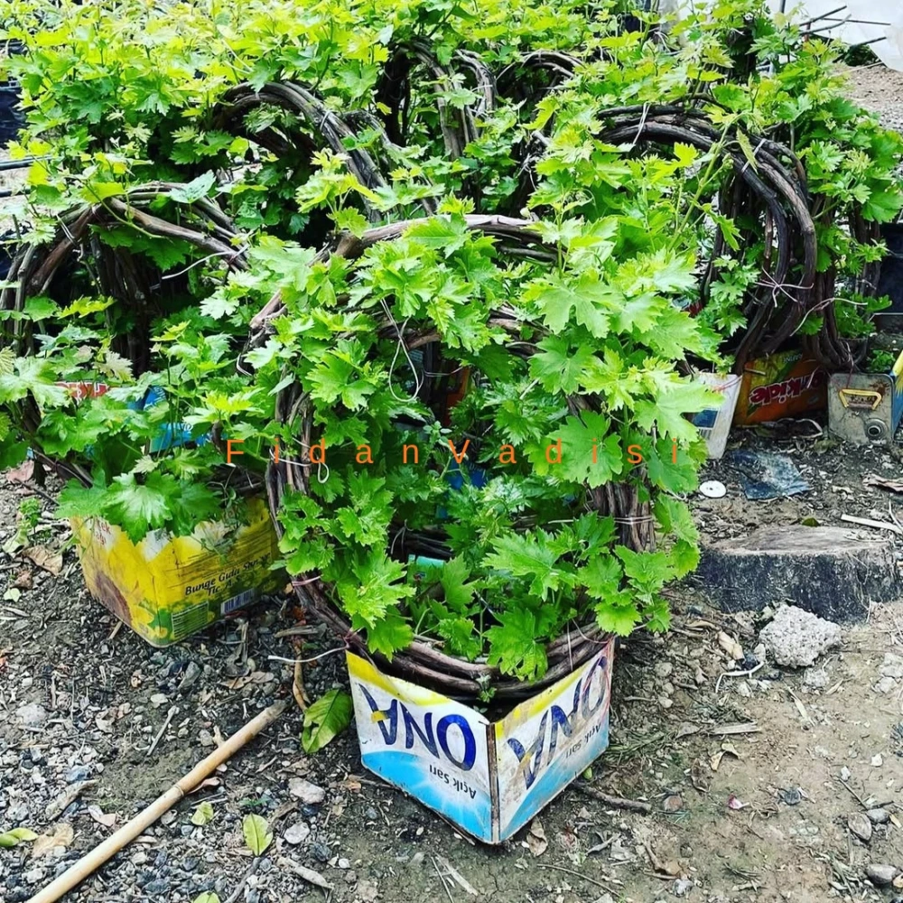 Sultaniye Üzüm (Asma) Fidanı (6 Yaşında 3-4 m)