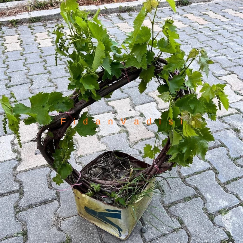 Sultaniye Üzüm (Asma) Fidanı (6 Yaşında 3-4 m)