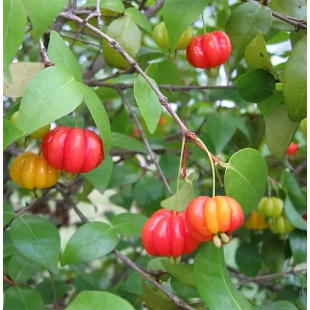 Surinam Kirazı Fidanı (1 Yaşında 20-40 cm)