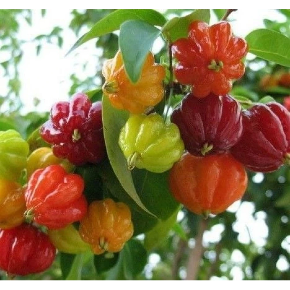 Surinam Kirazı Fidanı (1 Yaşında 20-40 cm)