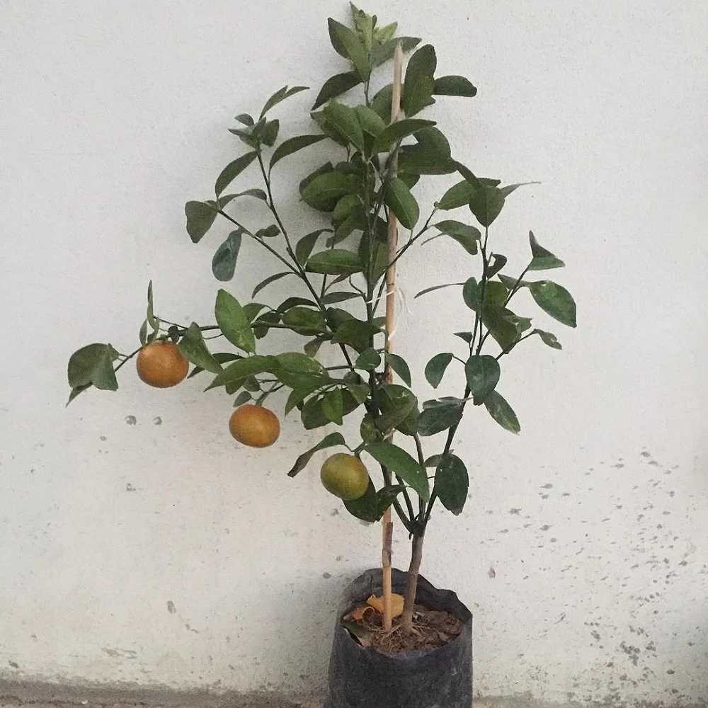 Tam Bodur W Murcott Mandalina Fidanı