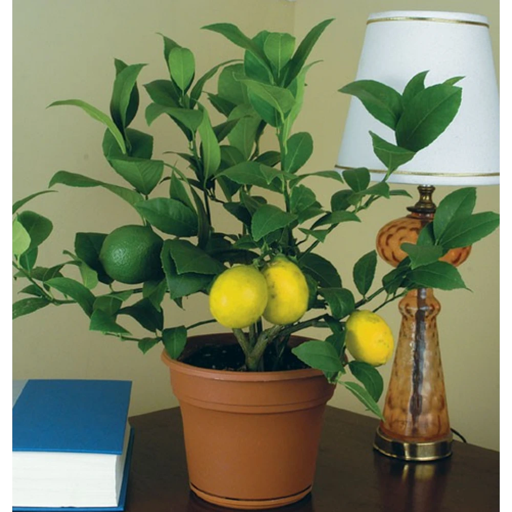 Tam Bodur Yediveren Limon Fidanı