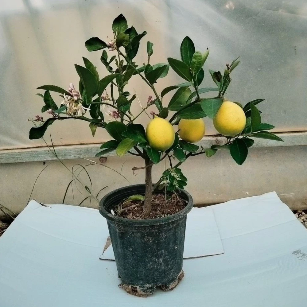 Tam Bodur Yediveren Limon Fidanı