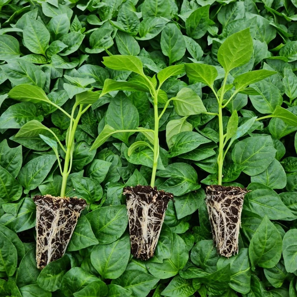 Tatlı Kıl Biber Fidesi