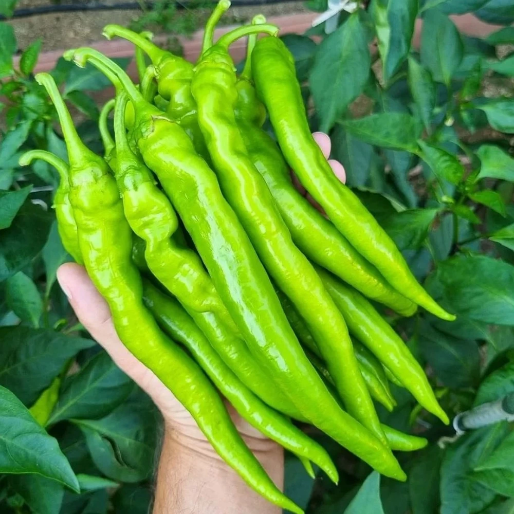 Tatlı Sivri Biber Fidesi