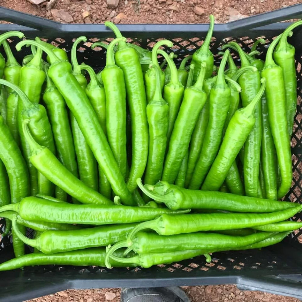 Tatlı Sivri Biber Fidesi