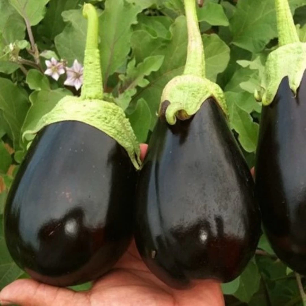 Topak Patlıcan Fidesi