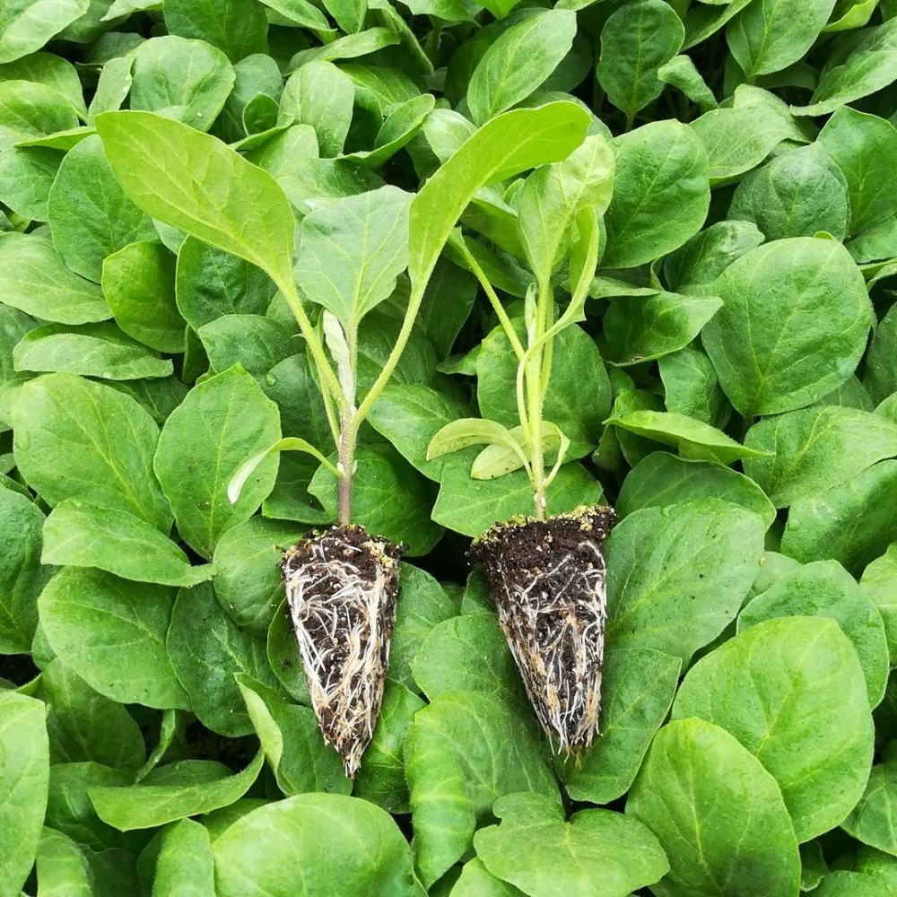 Topak Patlıcan Fidesi