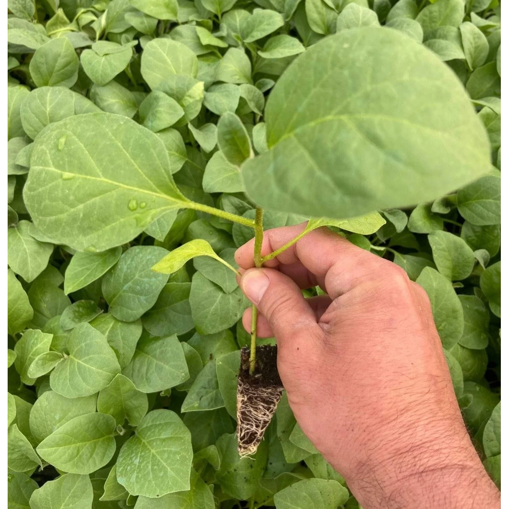 Topak Patlıcan Fidesi