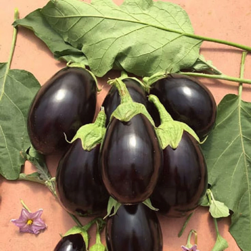 Topak Patlıcan Fidesi