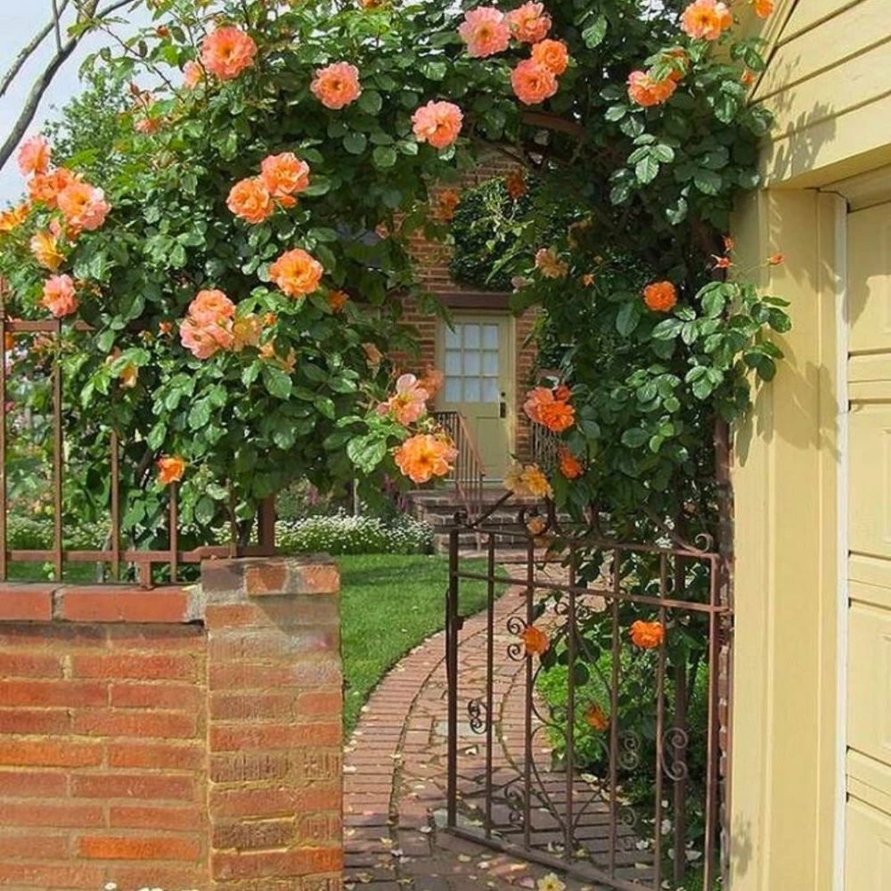 Turuncu Renkli Sarmaşık Gül Fidanı