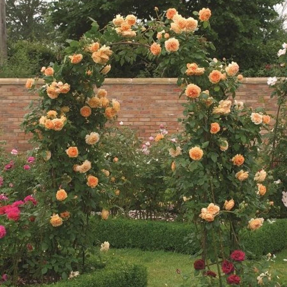 Turuncu Renkli Sarmaşık Gül Fidanı