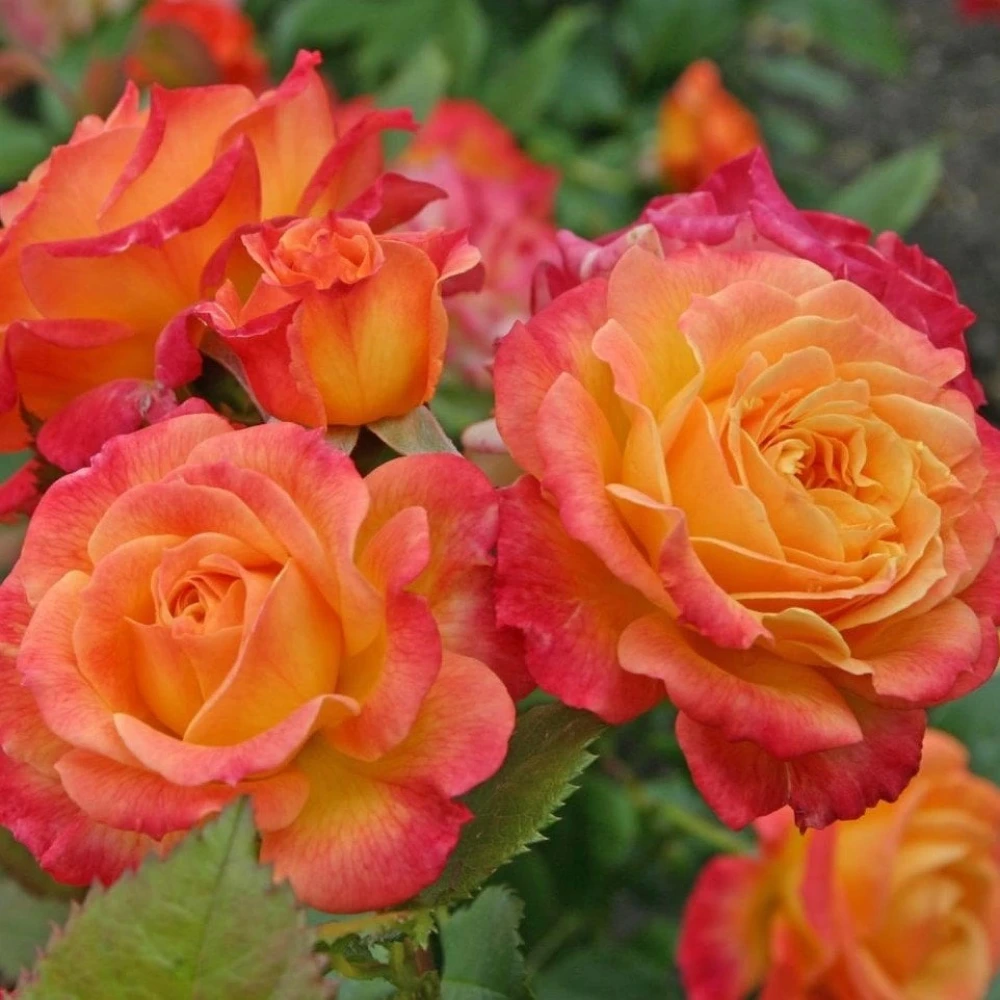 Turuncu Renkli Yediveren Gül Fidanı