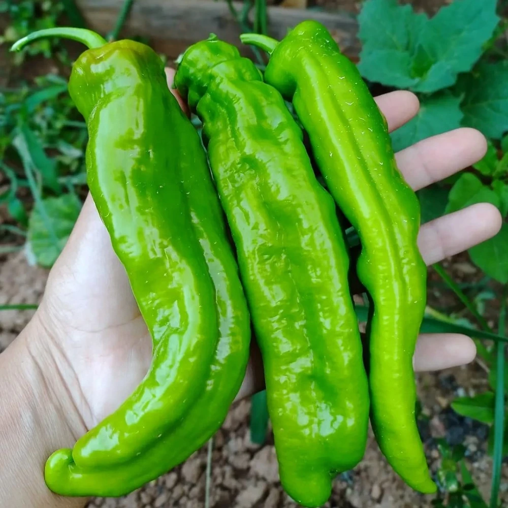 Üçburun Köy Biberi Fidesi