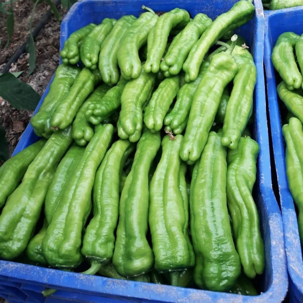 Üçburun Köy Biberi Fidesi