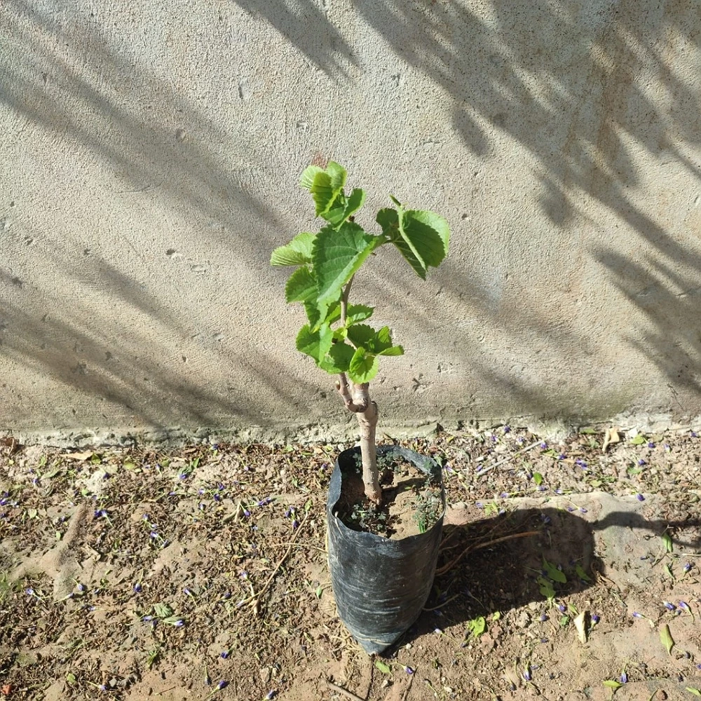 Urmu (Ekşi) Dut Fidanı (3 Yaşında 80-100 cm)