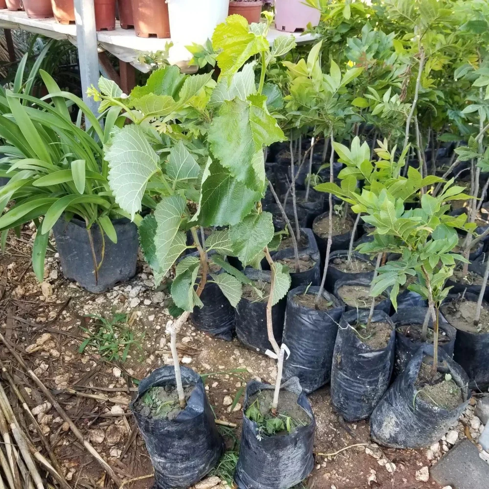 Urmu (Ekşi) Dut Fidanı (3 Yaşında 80-100 cm)