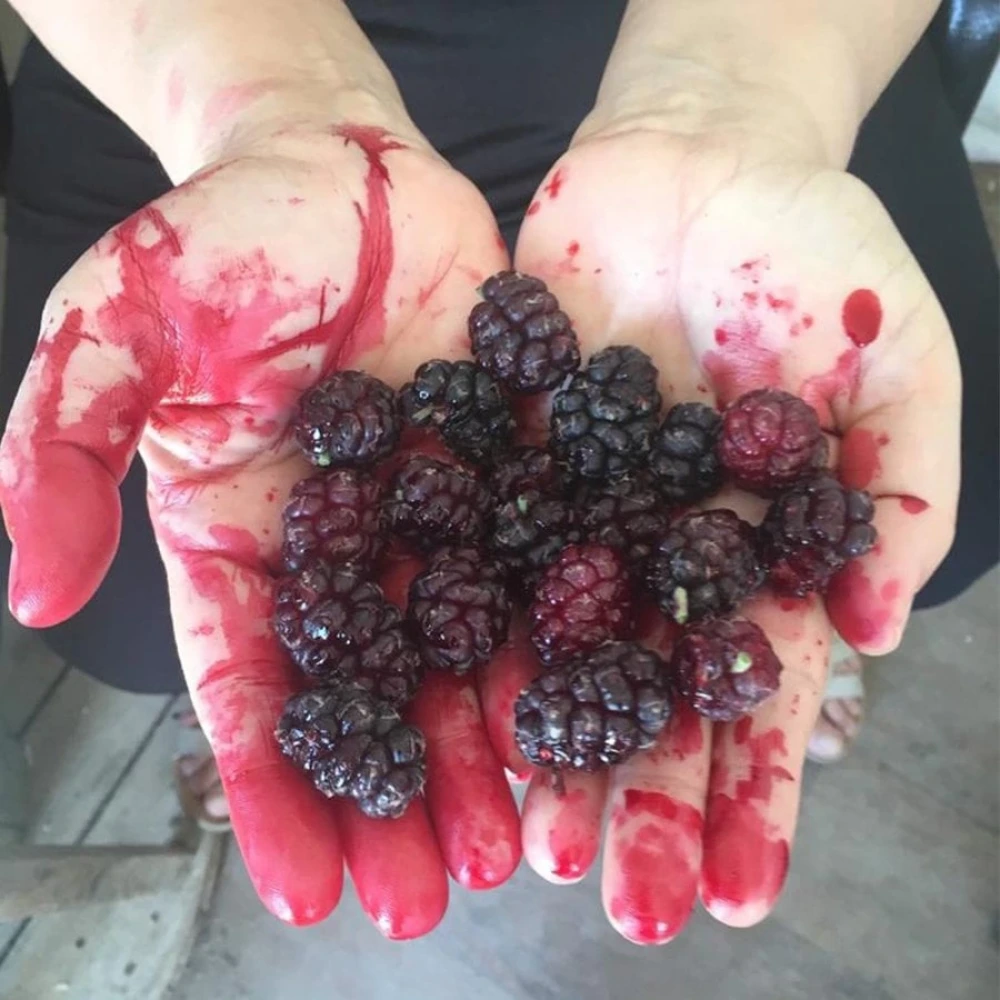 Urmu (Ekşi) Dut Fidanı (3 Yaşında 80-100 cm)